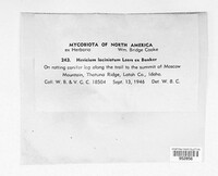 Hericium coralloides image